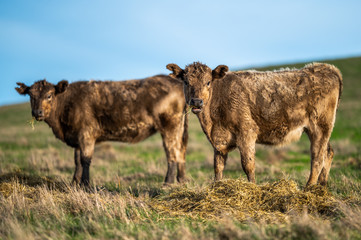 Beef cows and calfs grazing on grass in south west victoria, Australia. eating hay and silage....