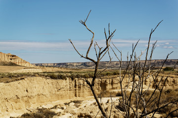 dead tree in the desert