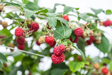 Growing red and green raspberries in a greenhouse