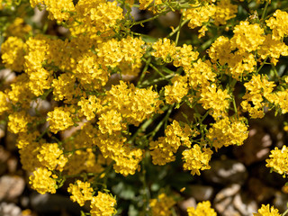 Close up of Goldentuft alyssum flower (Alyssum saxatile)