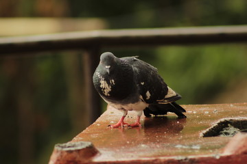 Fototapeta premium Beautiful pigeon sitting in the slippery ground