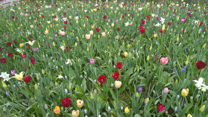 Colorful field of tulips at Keukenhof Gardens in Holland