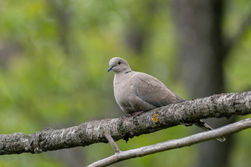 Close up of  Eurasian collared dove, Streptopelia decaocto