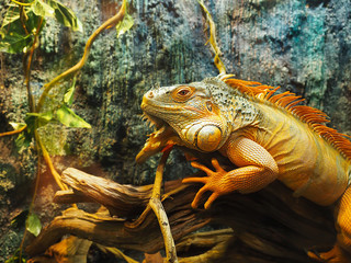 iguana lucertola on a tree, tropical animal