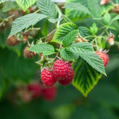 Growing red and green raspberries in a greenhouse