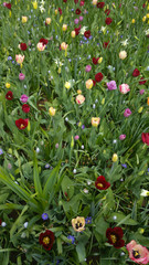 Field of colorful tulips at Keukenhof Gardens in Holland
