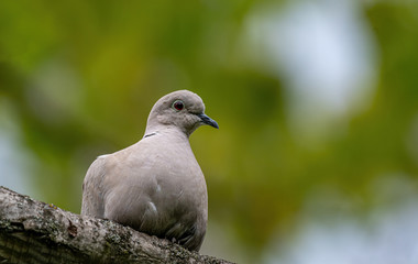 Obraz premium Close up of Eurasian collared dove, Streptopelia decaocto