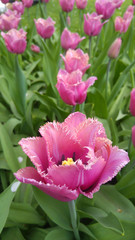 Fototapeta premium Beautiful pink tulips at Keukenhof gardens in Holland