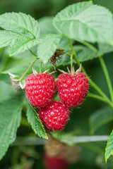 Growing red and green raspberries in a greenhouse