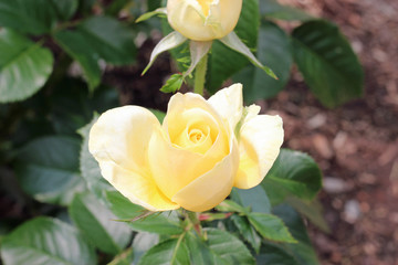 Single Yellow Rose