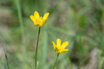 Obraz premium Closeup photo of St. Anthony Turnip (Ranunculus bulbosus) wild flower