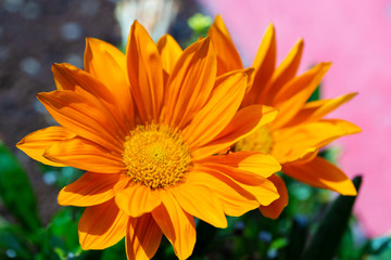 A close-up photo of a beautiful and cheerful garden African daisy flower (Gazania, Asteraceae family), bright colours on dark background. Shallow depth of field.