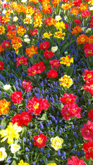Fototapeta na wymiar Field of colorful tulips at Keukenhof gardens in Holland