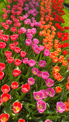 Colorful field of tulips at Keukenhof Gardens in Holland