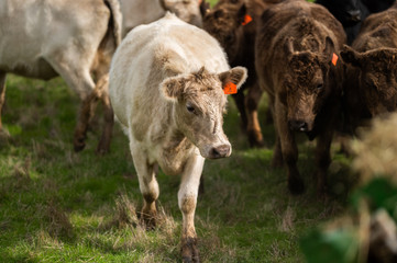 Beef cows and calfs grazing on grass in south west victoria, Australia. eating hay and silage....