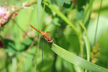 Dragonfly on Blade of Grass