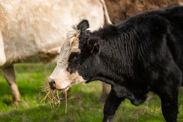 Beef cows and calfs grazing on grass in south west victoria, Australia. eating hay and silage....