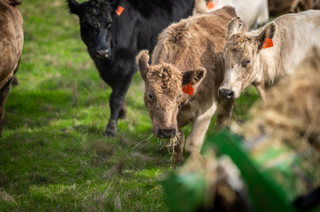 Beef cows and calfs grazing on grass in south west victoria, Australia. eating hay and silage....