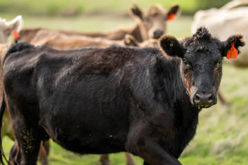 Beef cows and calfs grazing on grass in south west victoria, Australia. eating hay and silage....
