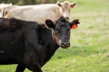Beef cows and calfs grazing on grass in south west victoria, Australia. eating hay and silage....