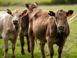 Beef cows and calfs grazing on grass in south west victoria, Australia. eating hay and silage....