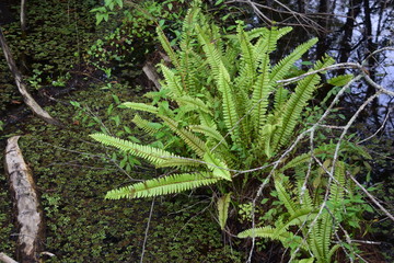 A green plant in a forestundefined