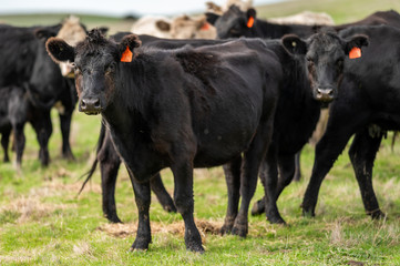 Beef cows and calfs grazing on grass in south west victoria, Australia. eating hay and silage....