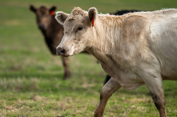 Beef cows and calfs grazing on grass in south west victoria, Australia. eating hay and silage....