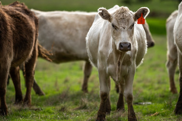 Beef cows and calfs grazing on grass in south west victoria, Australia. eating hay and silage....