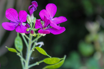 purple flower in the garden