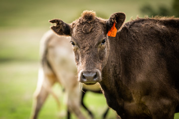 Beef cows and calfs grazing on grass in south west victoria, Australia. eating hay and silage....