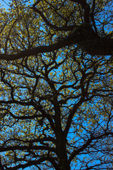 tree and sky