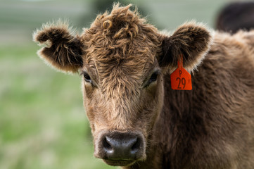 Beef cows and calfs grazing on grass in south west victoria, Australia. eating hay and silage....