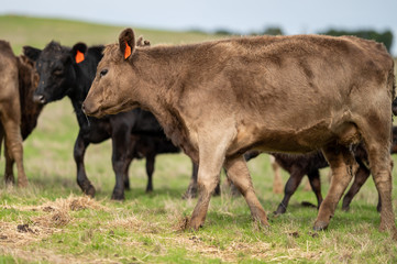 Beef cows and calfs grazing on grass in south west victoria, Australia. eating hay and silage....