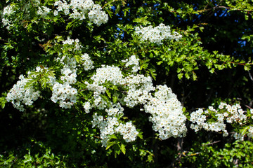 White flowers in a tree in spring 