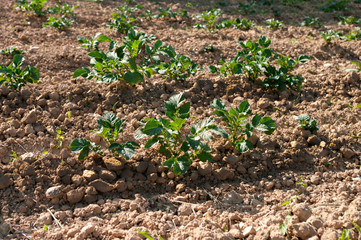 Young potato on soil cover. Planting in garden, spring time.