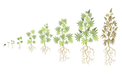 Hemp plant growth cycle flat vector collection. Cannabis or marijuana growing illustration set. Weed planting and ganja life development concept