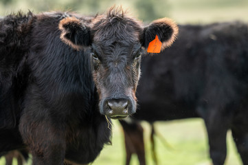 Beef cows and calfs grazing on grass in south west victoria, Australia. eating hay and silage....