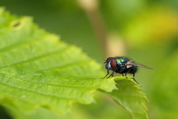 Fly sitting on green leaf of a plant