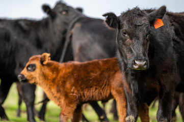 Beef cows and calfs grazing on grass in south west victoria, Australia. eating hay and silage....
