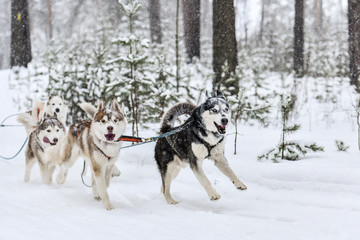 Husky sled dog running