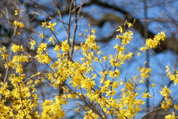 Yellow forsythia flowers , forsythia, gold bell (forsythia), background image