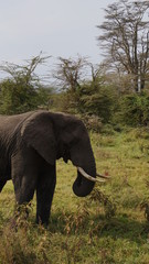 Fototapeta premium elephant in the wild