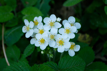 Wild Strawberry Flowers in forest, at spring time. Eco herbals for tea. Close up.