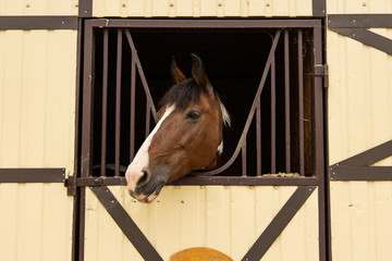 horse head portrait in farm stall window frame adorable face expression animal photography