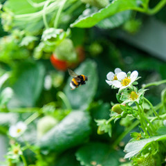 Growing red strawberries and wild strawberries in a greenhouse