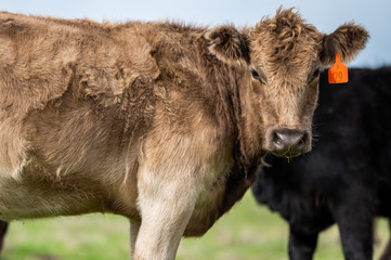 Beef cows and calfs grazing on grass in south west victoria, Australia. eating hay and silage....