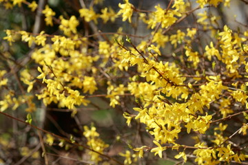 Fototapeta na wymiar Yellow forsythia flowers , forsythia, gold bell (forsythia), background image