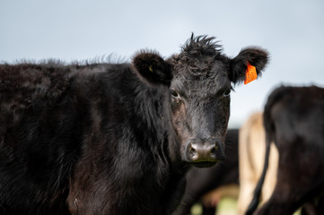 Beef cows and calfs grazing on grass in south west victoria, Australia. eating hay and silage....