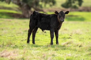 Beef cows and calfs grazing on grass in south west victoria, Australia. eating hay and silage....